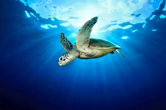 20 facts about sea turtles you didn't know