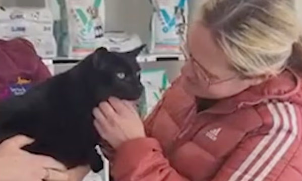 The cat, lost for four years, was found 150 miles from home in Northern Ireland