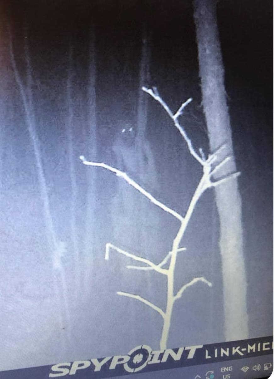 A terrifying creature with glowing eyes was captured by a camera hung in the forest. Photo.