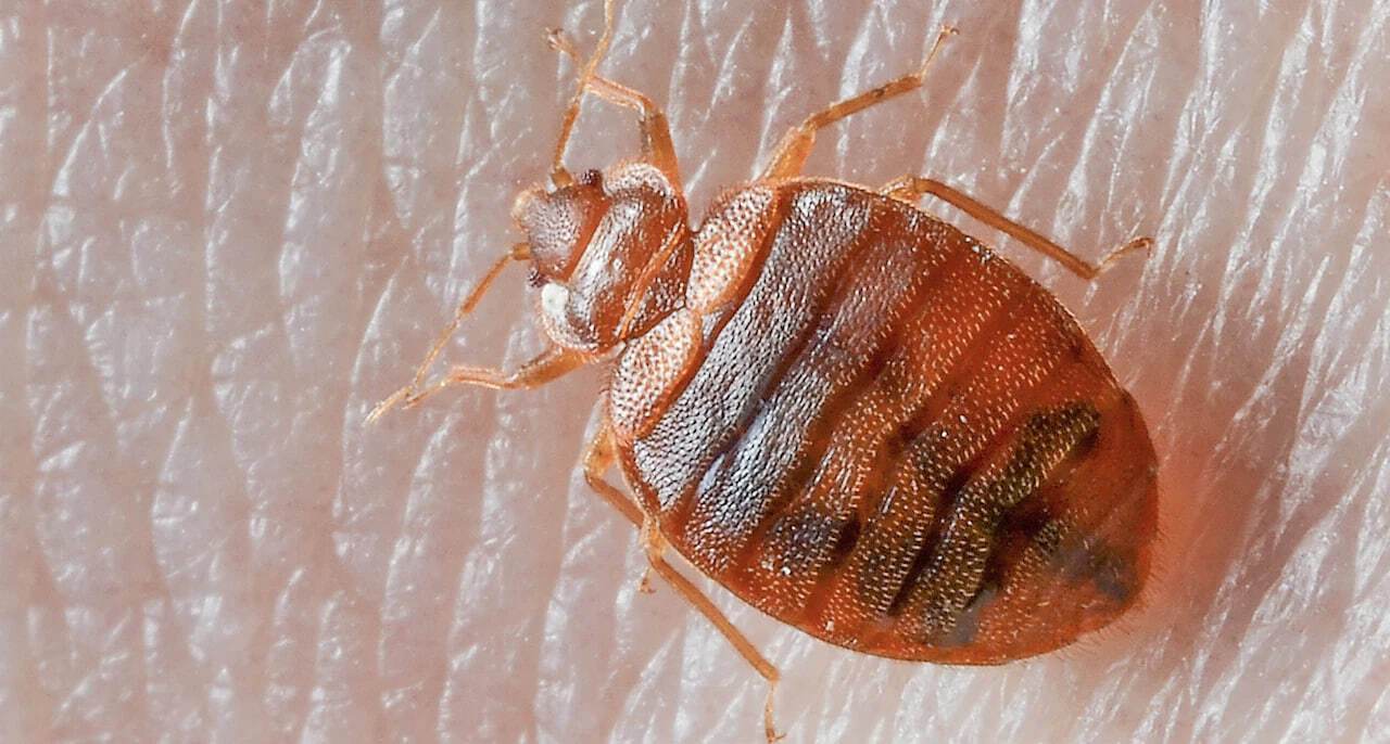 Unwanted guests: what to do if bedbugs are found in the room