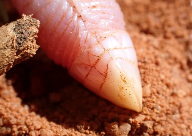 The world's shyest worm lizard has appeared on the surface for the first time in 90 years: photo