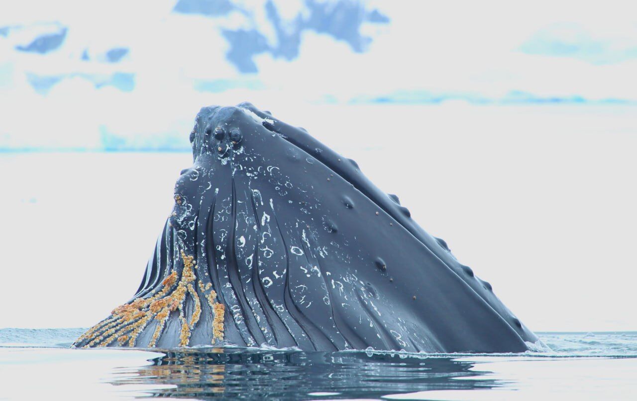 Vernadsky Research Base polar explorers showed whales in the Antarctic: Majestic photos