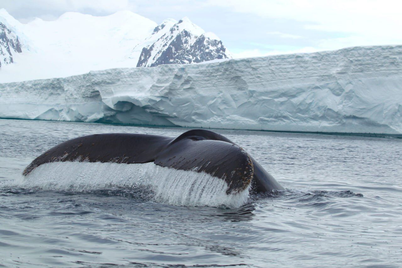 Vernadsky Research Base polar explorers showed whales in the Antarctic: Majestic photos
