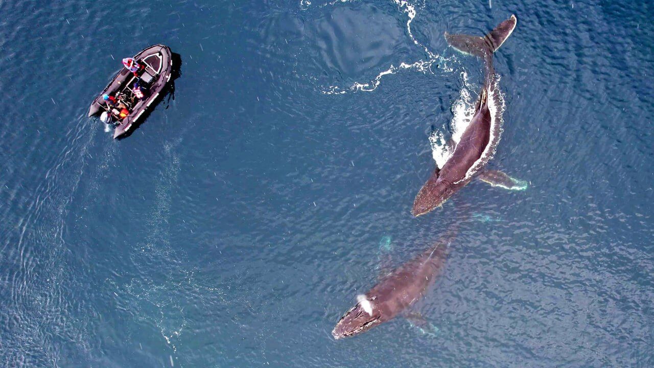 Vernadsky Research Base polar explorers showed whales in the Antarctic: Majestic photos