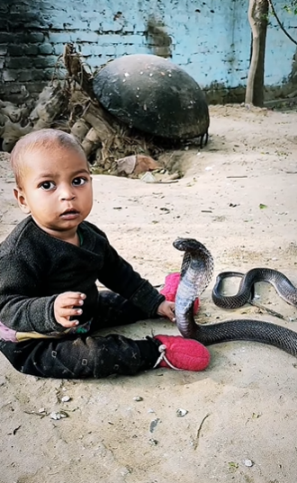 The network was shocked by a video showing a child casually playing with a huge royal cobra
