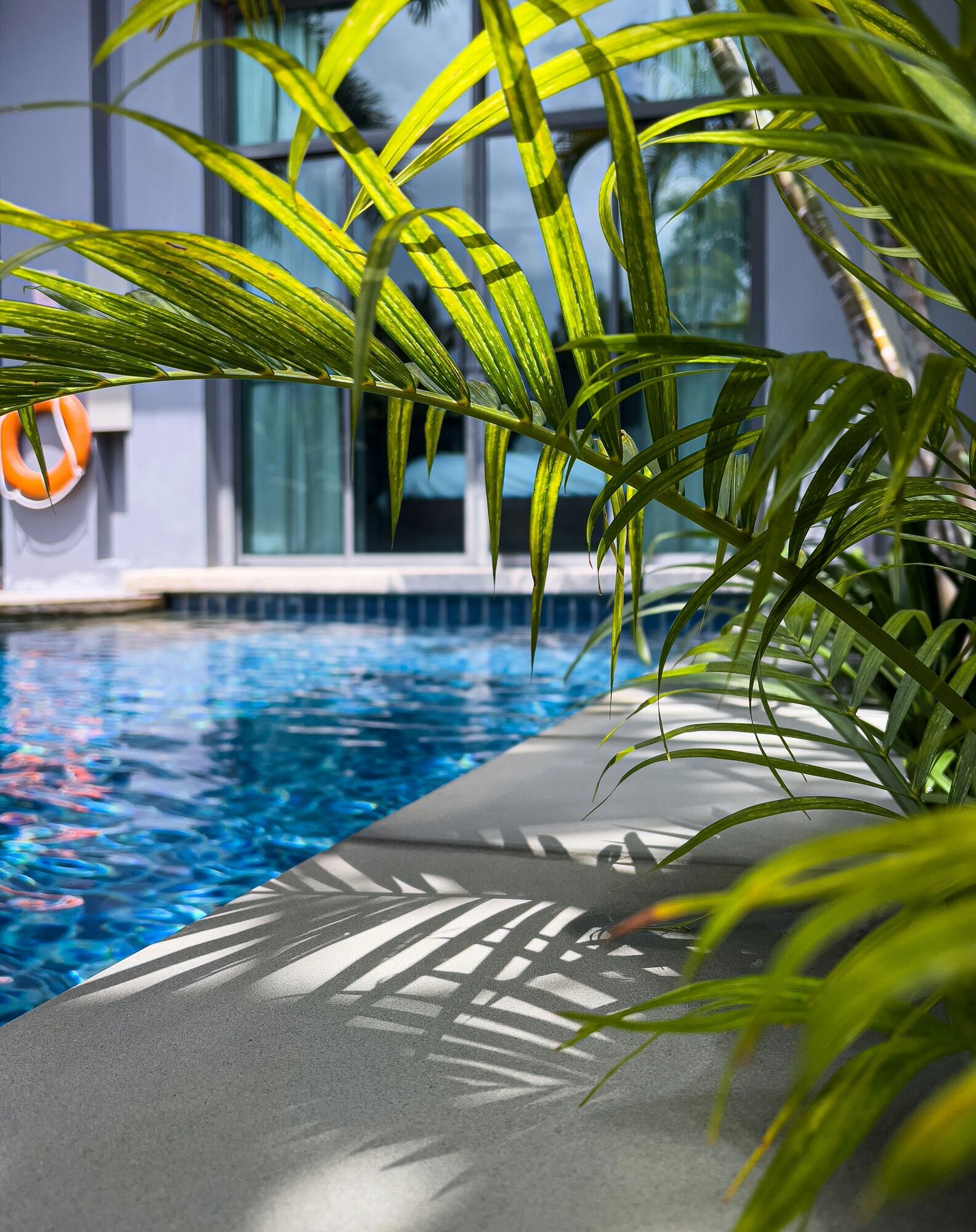 Lush green palm leaves in the foreground with the shadow cast on a grey poolside