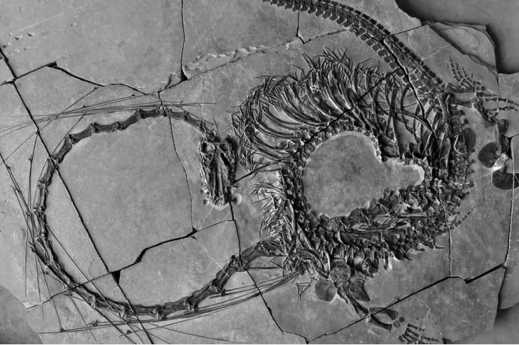 Scientists have found a dinosaur fossil over 240 million years old. Photo