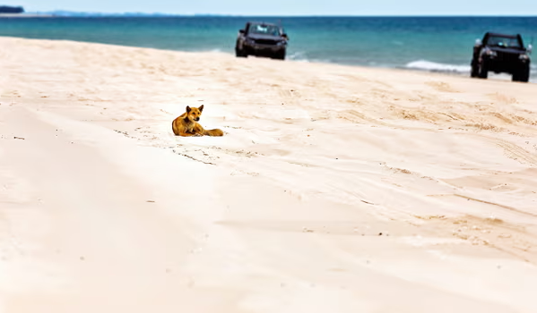 Several people have already been bitten by dingoes on K'gari Island in Queensland: tourists warned of danger