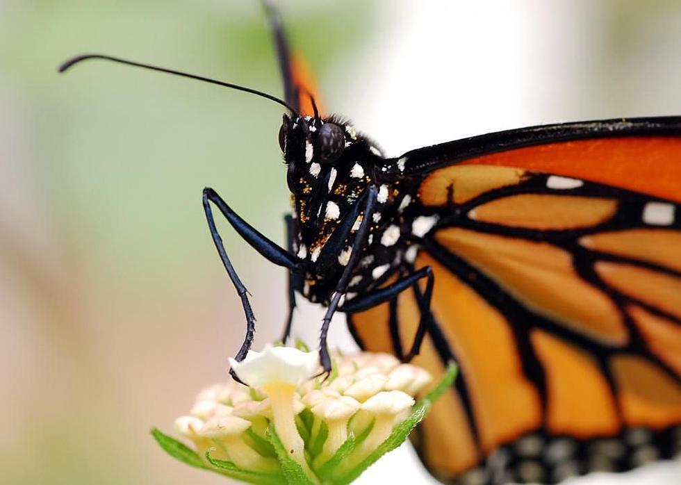 The cackling old ladybug in Alaska and the firefly Saya in Indiana: which insects symbolize each of the US states