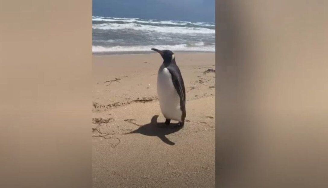The royal penguin swam thousands of kilometers to end up on a beach in South Australia