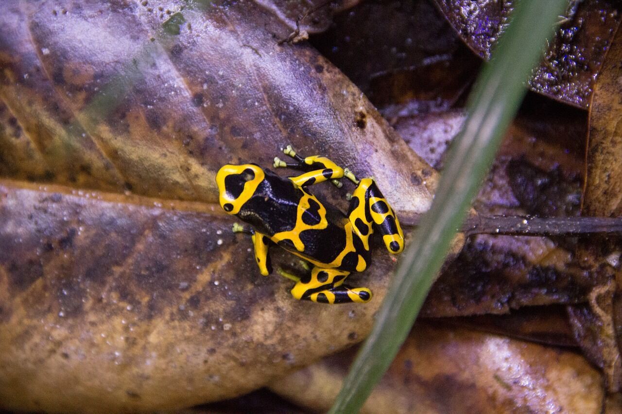 A woman carrying 130 toxic frogs was detained at Bogotá airport