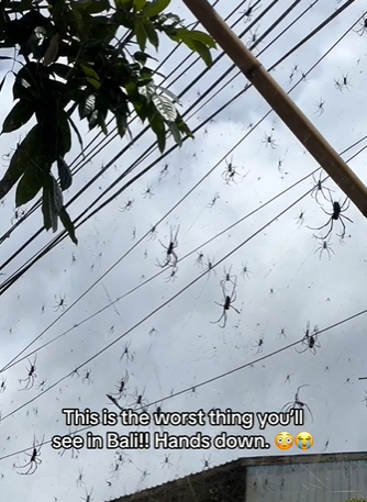 "The most horrible thing I've ever seen!" Tourist showed an invasion of huge spiders in Bali