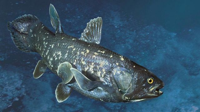Top 5 oldest species still living on Earth