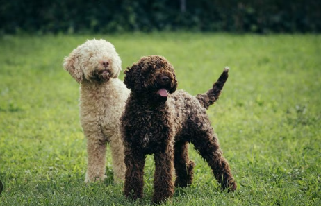 How to care for an Italian "truffle dog" Lagotto Romagnolo at home: tips