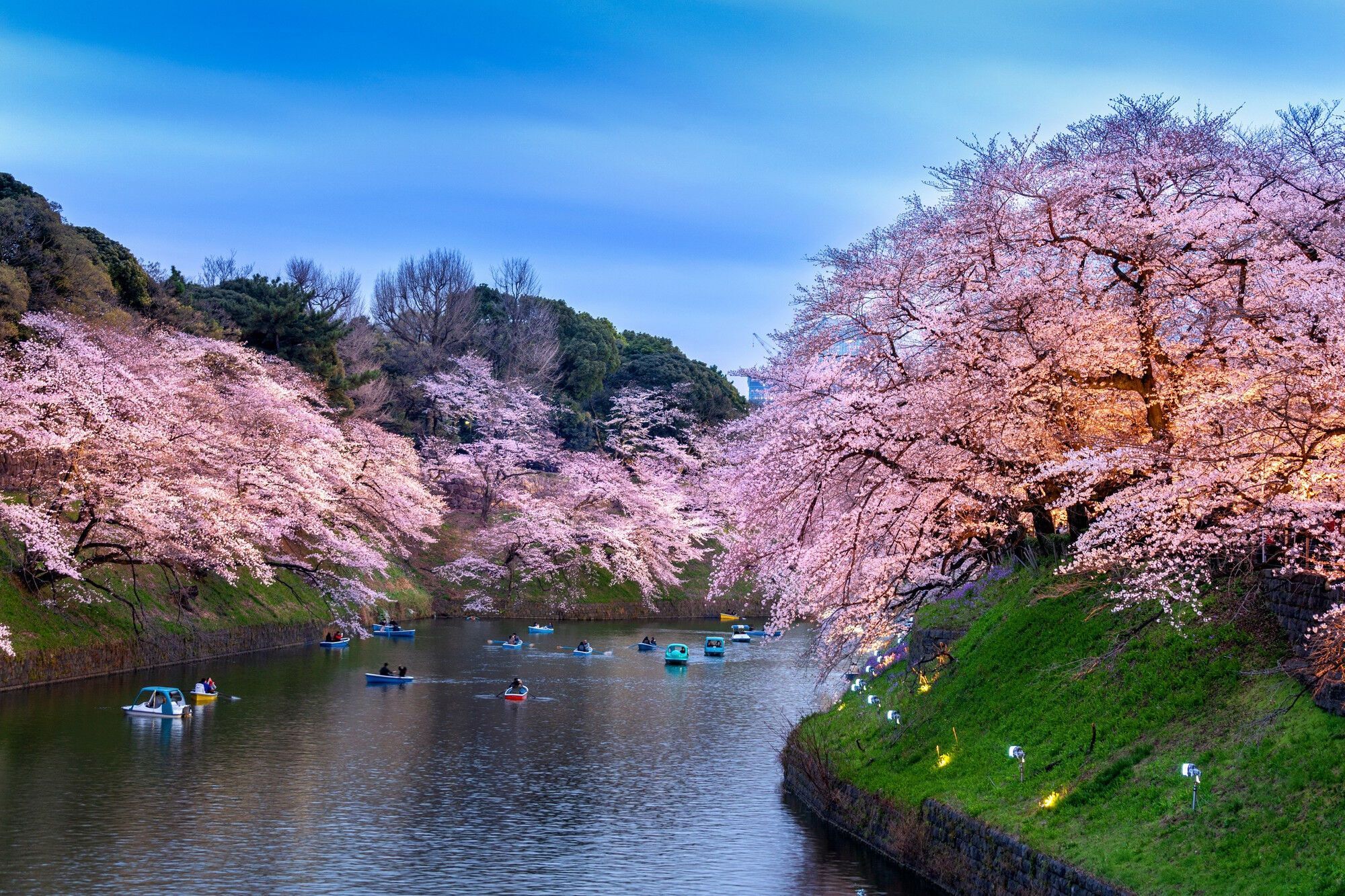 Blooming season of cherry blossoms: tourist routes in Japan