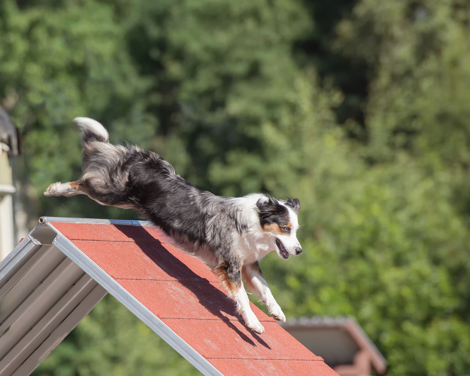 Dog-friendly entertainment at top UK hotels