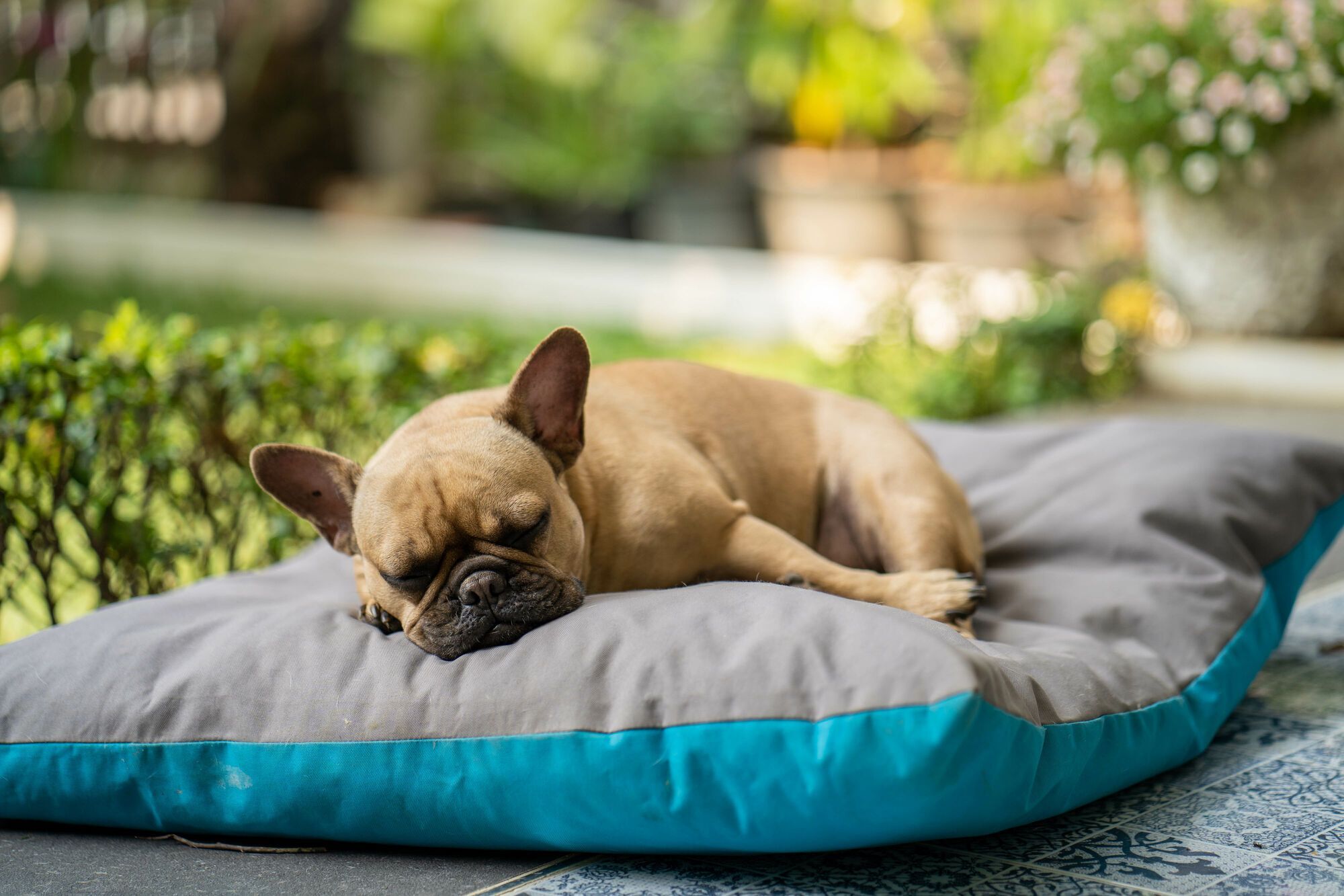Home comforts for your pets in UK hotels