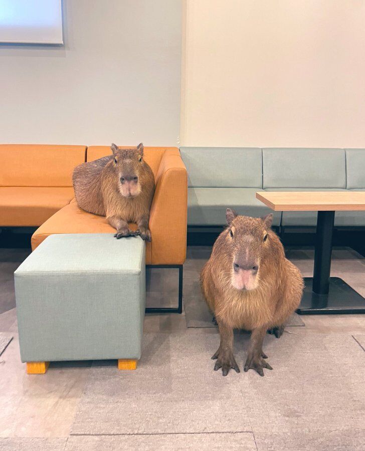 A cafe has opened in Tokyo where you can drink coffee with a capybara