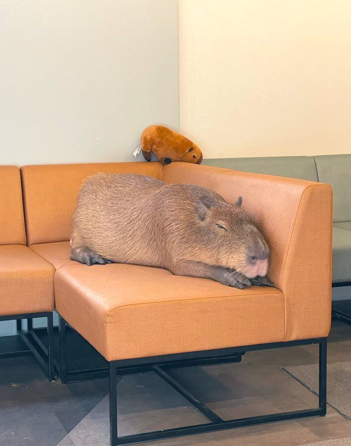 A cafe has opened in Tokyo where you can drink coffee with a capybara