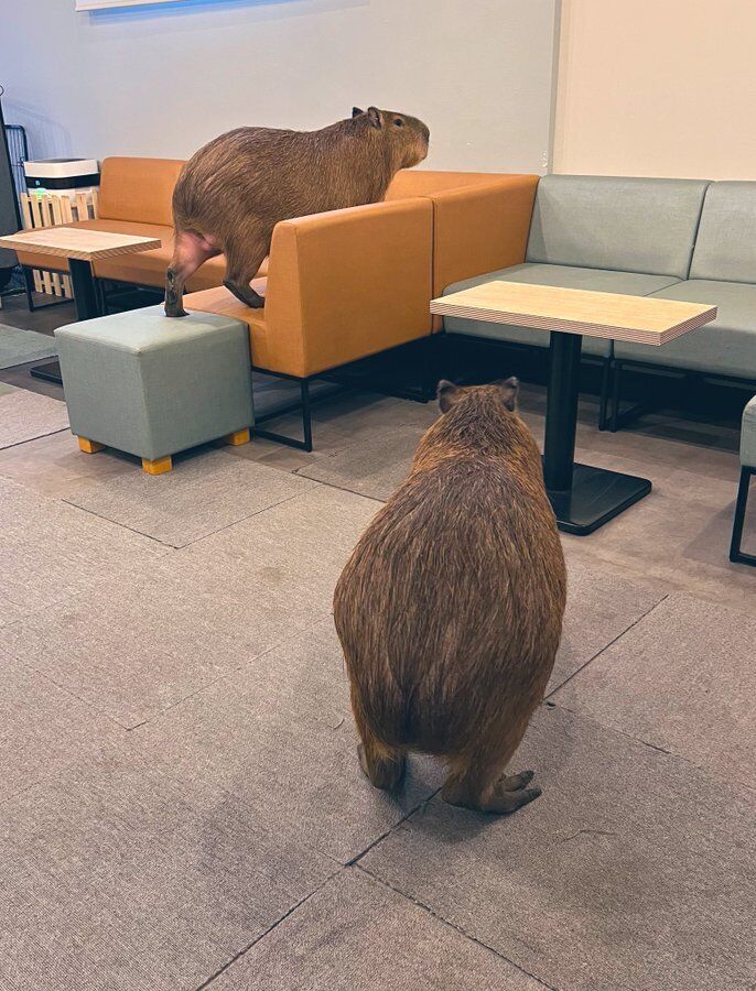 A cafe has opened in Tokyo where you can drink coffee with a capybara