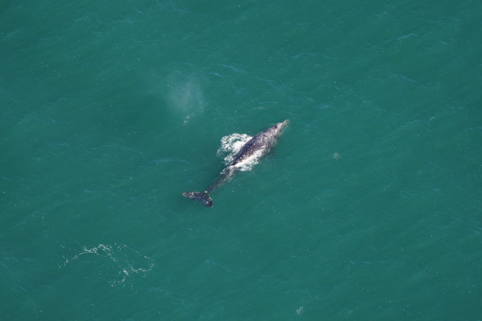 A gray whale was spotted in the Atlantic for the first time in 200 years