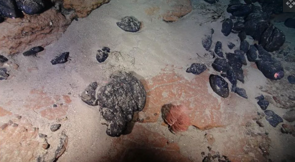 45-million-year-old tropical island found off Brazil: Photos and video