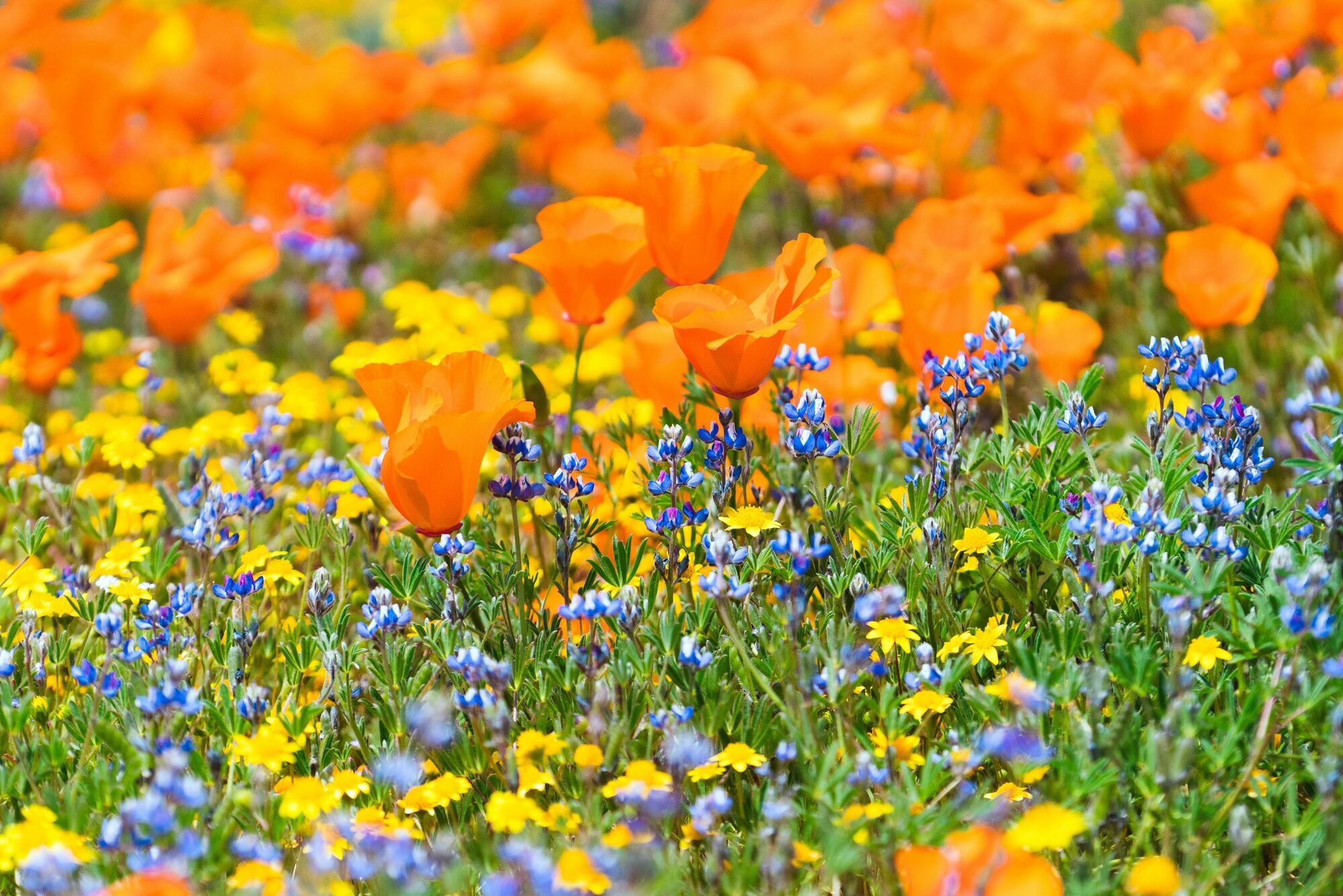 California expects enchanting flower blooms this year