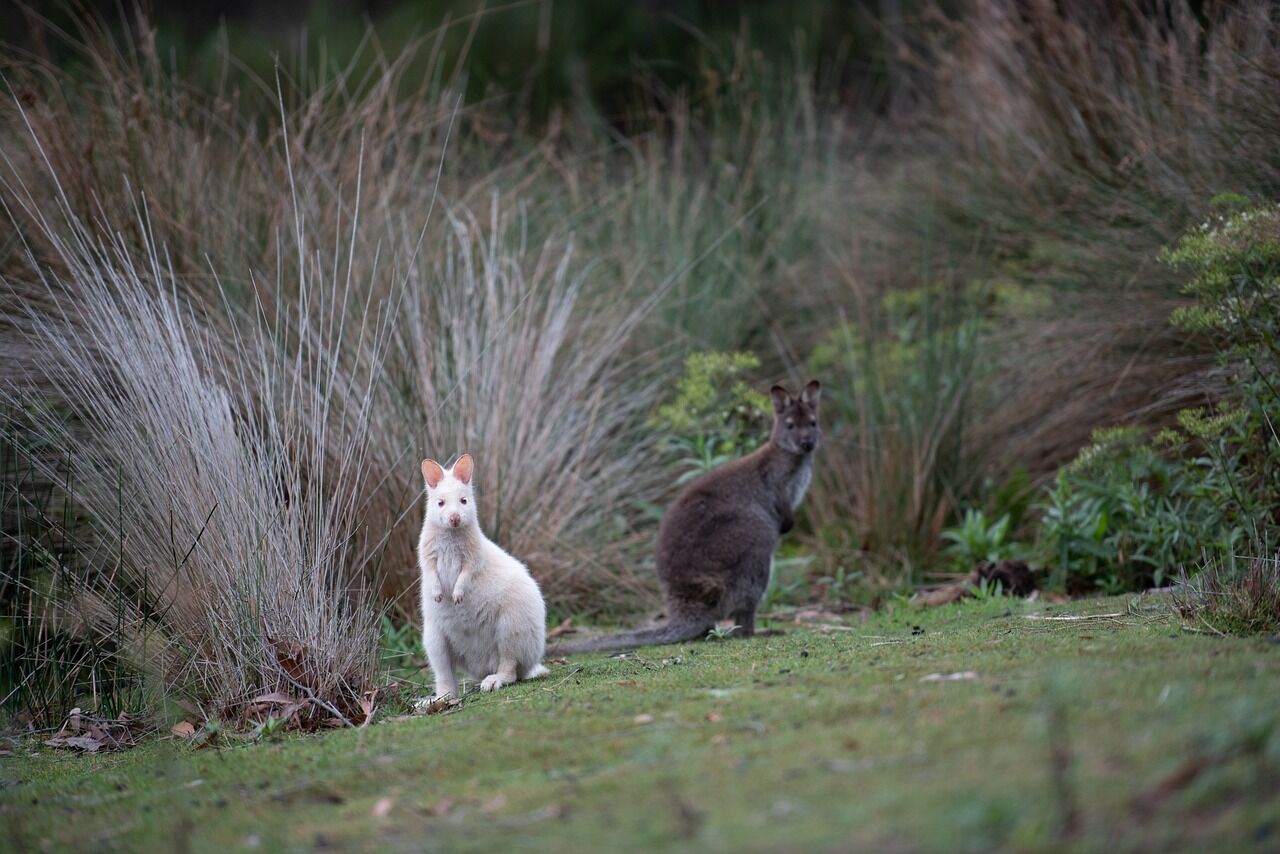 Worrying reports of Wallabies spotted in unusual places in New Zealand: why it's bad