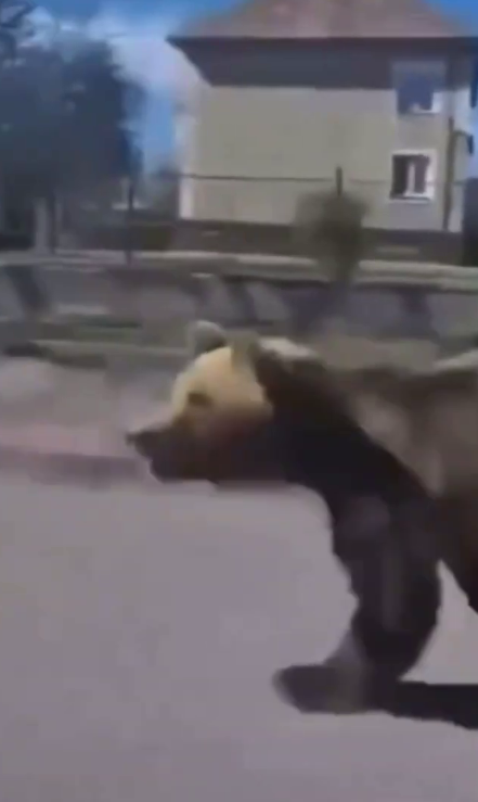 A bear running through the streets in Slovakia injured two people: They are recovering in hospital