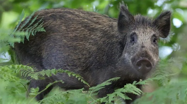 The number of wild pigs may increase in Scotland - experts