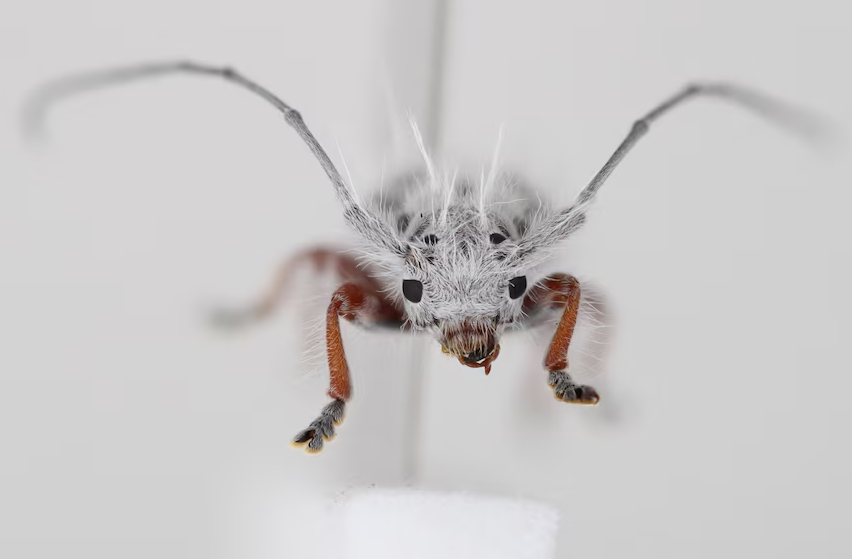 "Punk beetle": a new species of beetle found in Australia. Photo