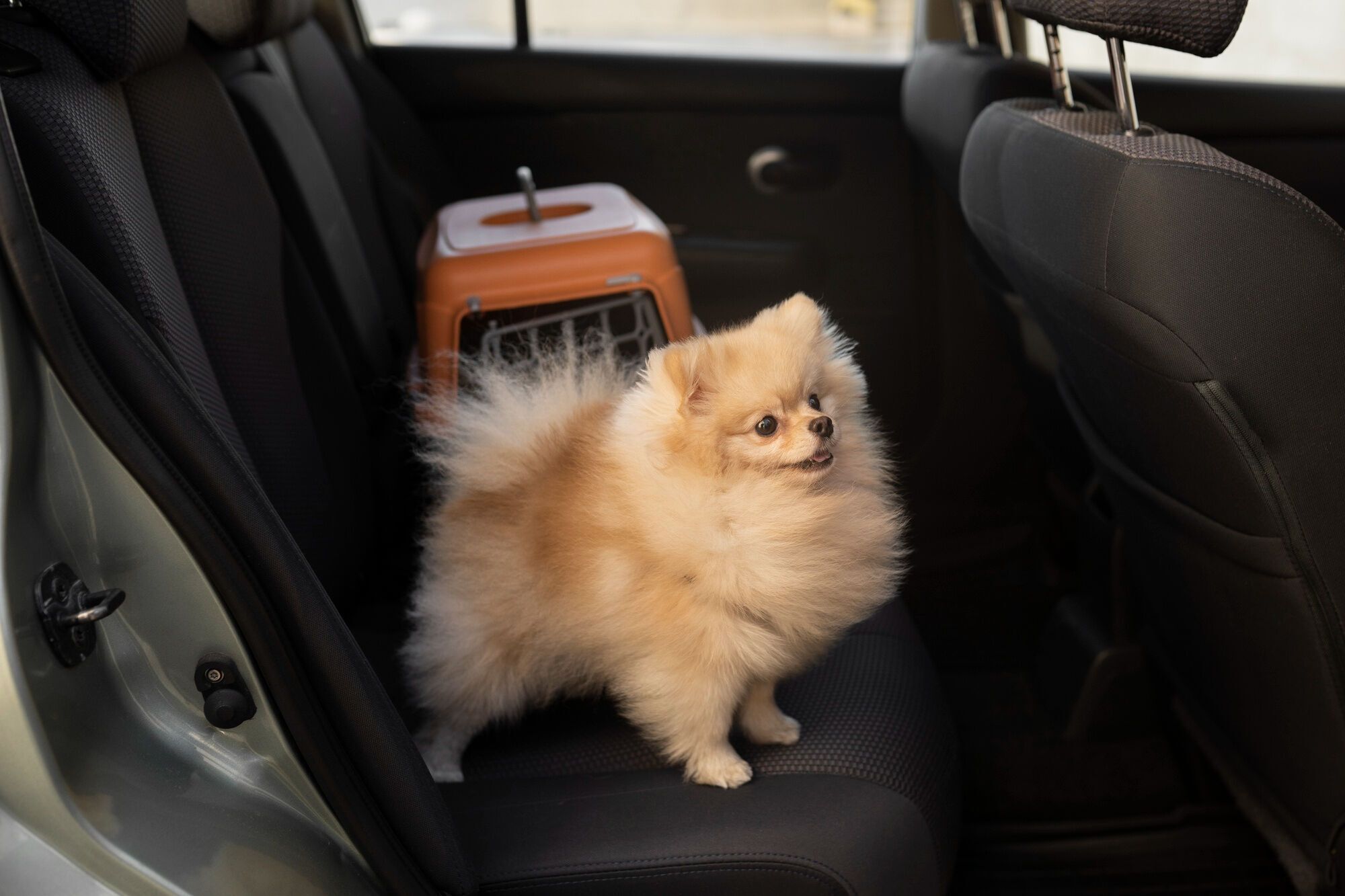 Recommendations for traveling by air with pets