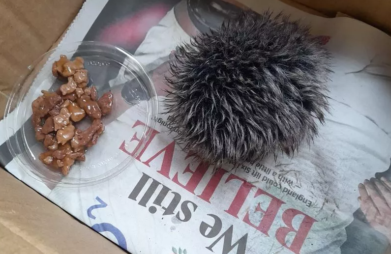 A British woman found a hedgehog and took it to the vet, but it turned out to be a pompom from a hat