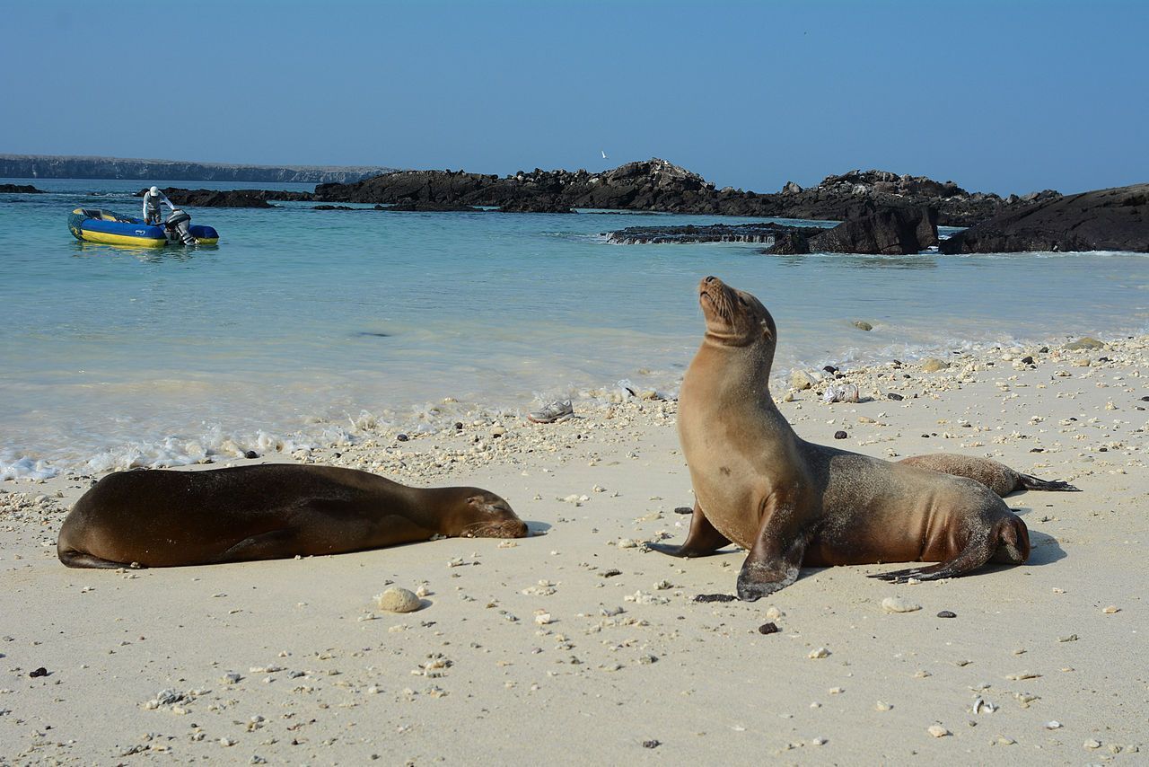 Wonders of the Galapagos Islands: giant tortoises, surfing, and rare animals