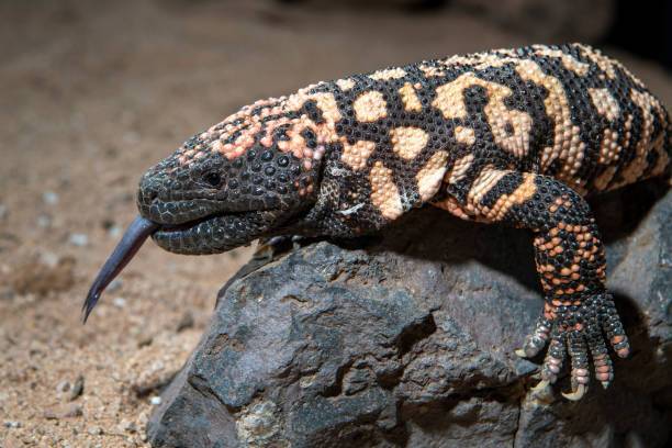 Colorado resident dies from Gila monster's bite, his pet lizard