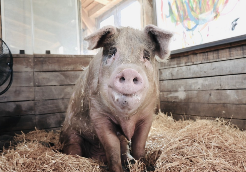 The famous pig-artist Pigcasso, who earned more than $1 million, has died. Photo