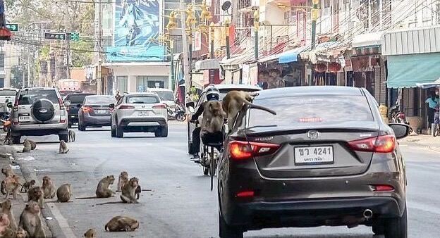 In Thailand, the police organized a special operation against a "gang" of monkeys