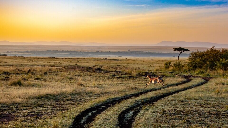 The best safari camps and lodges in Africa: 17 secrets for a wonderful vacation with family or friends surrounded by pristine nature