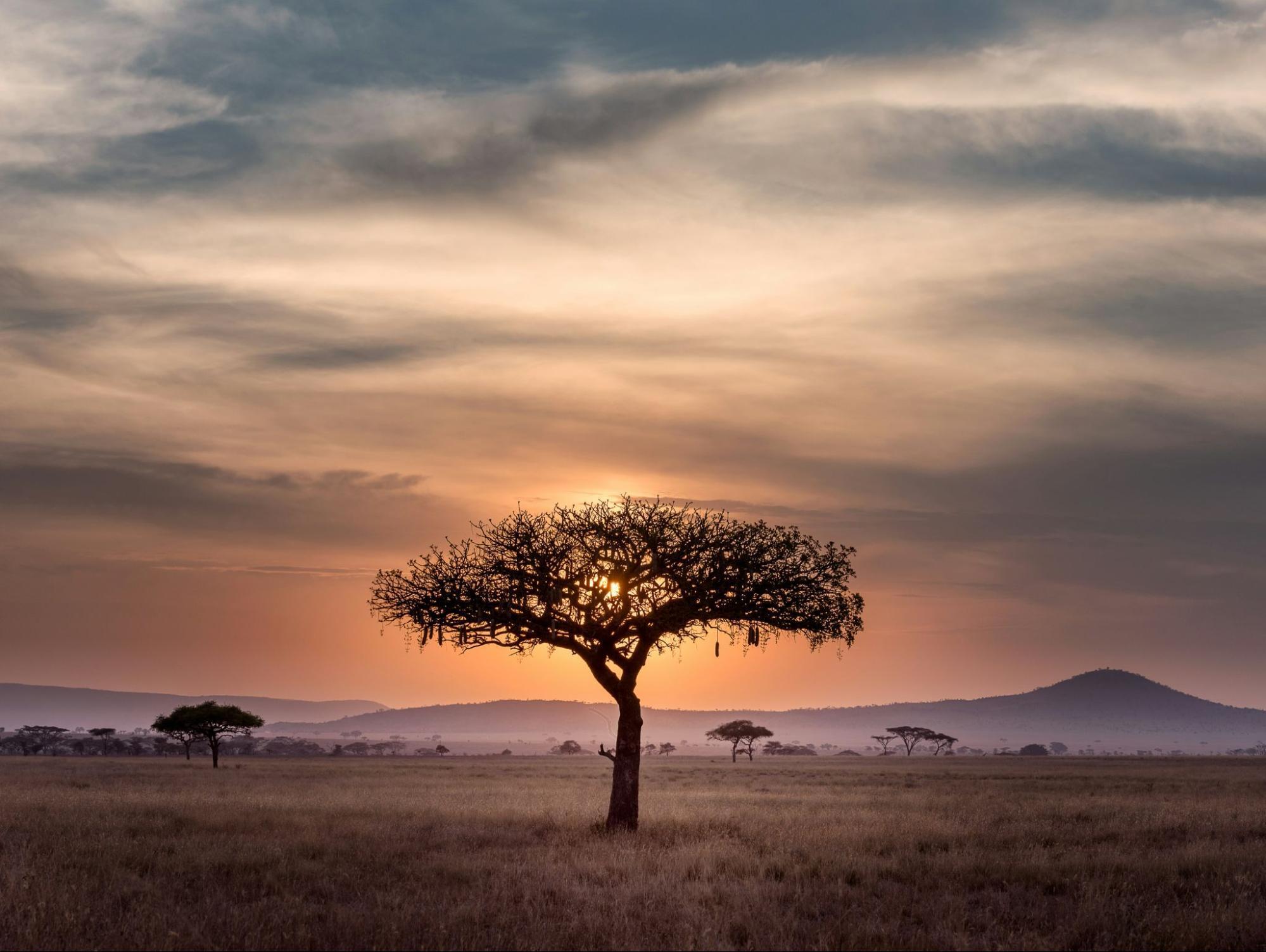 The tree on sunrise in Africa