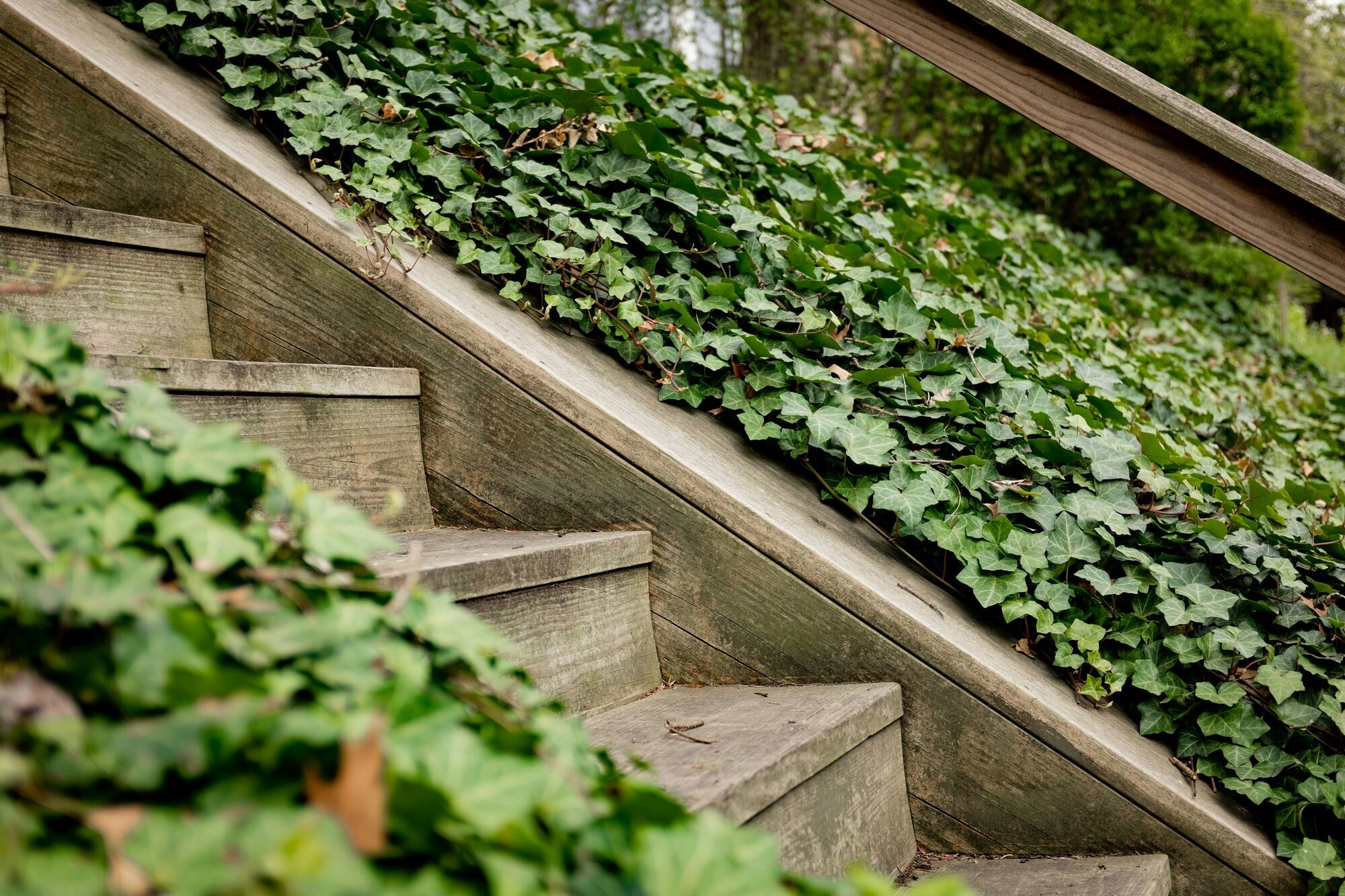 green plants on brown wooden stairs