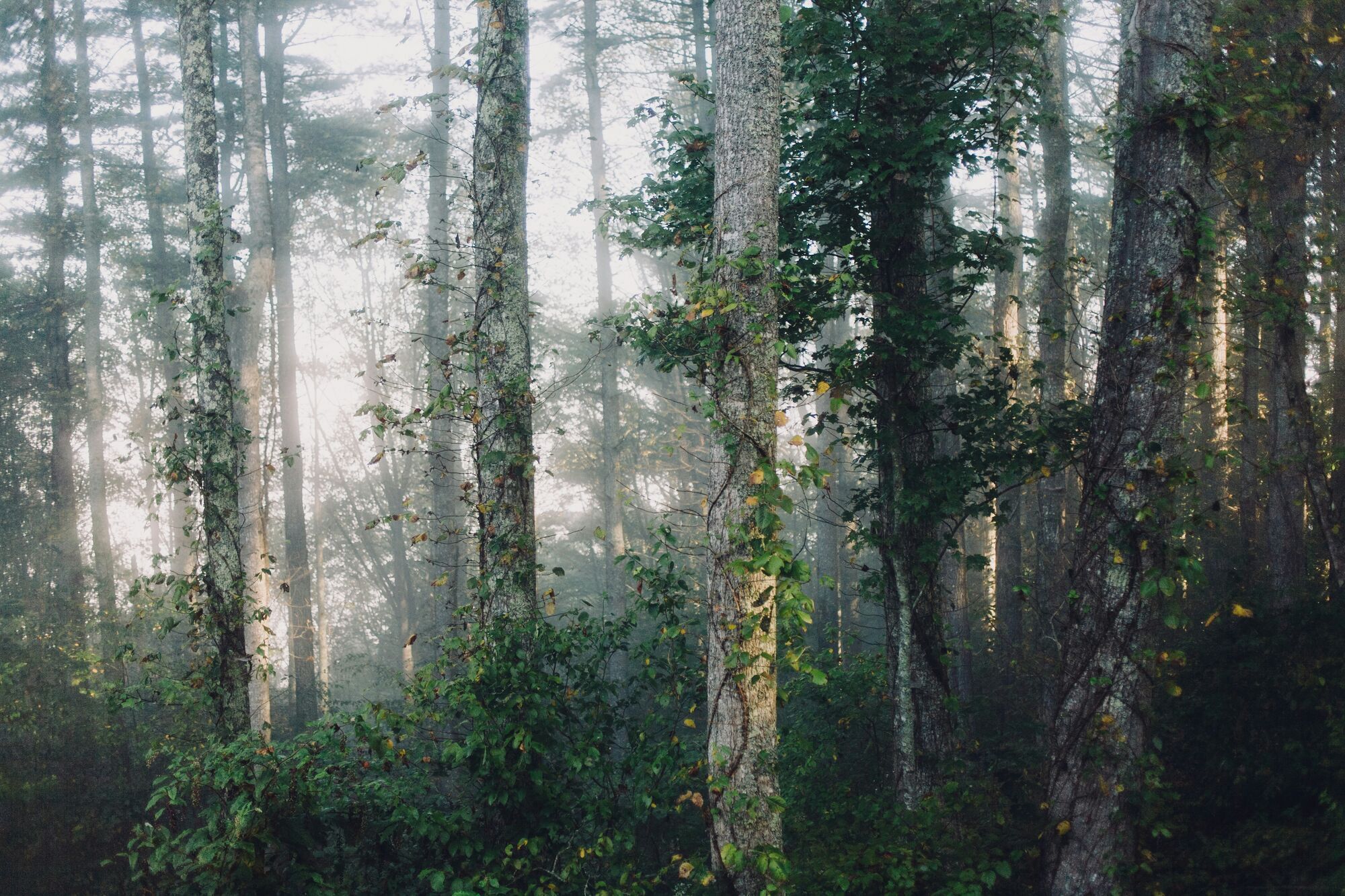 the Forests of Ancient Beech Trees