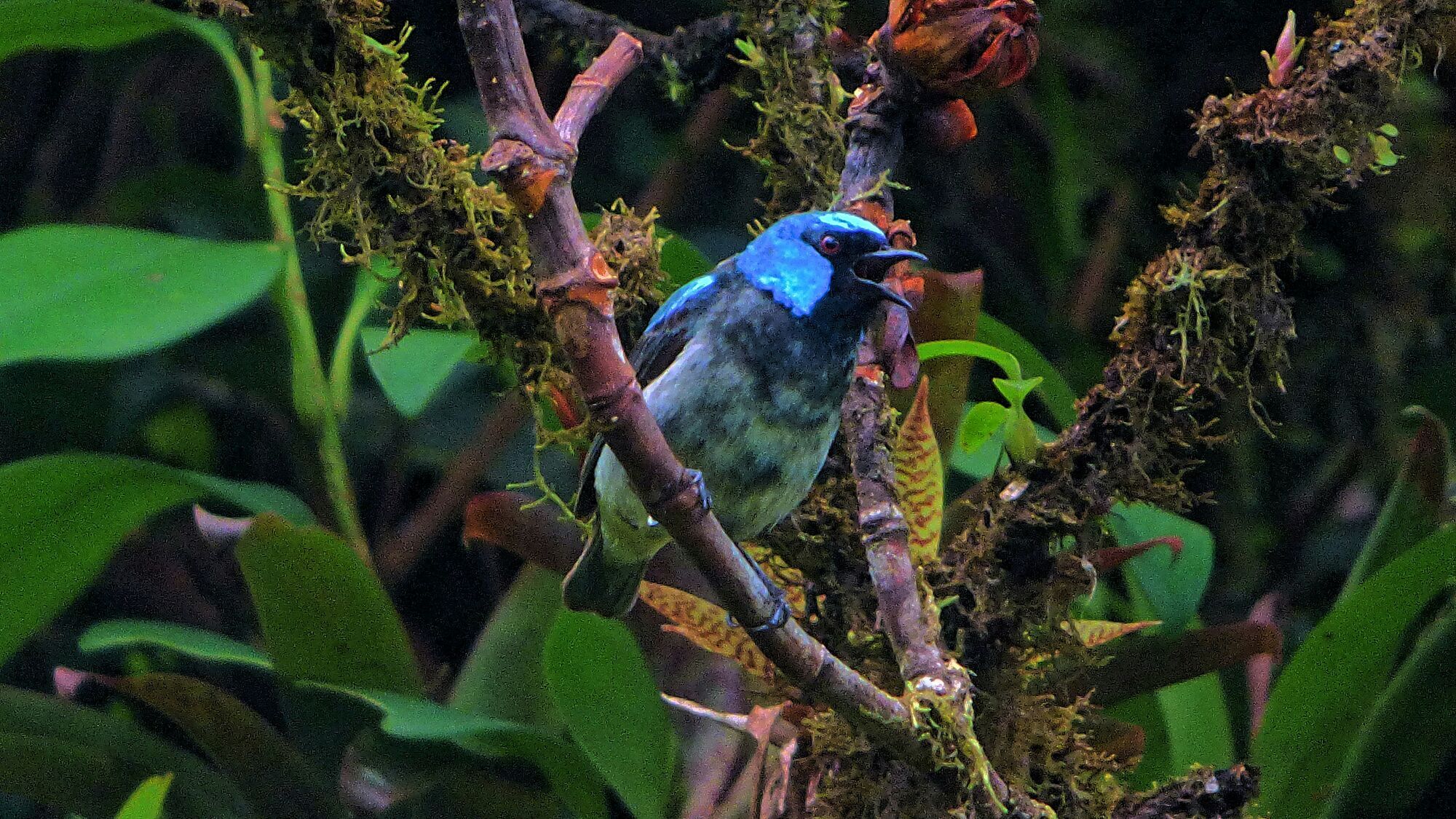 Monteverde Wildlife Experiences-Costa Rica