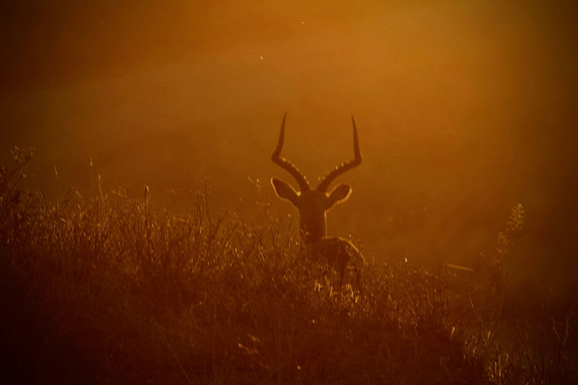 Impala in mist at sunset