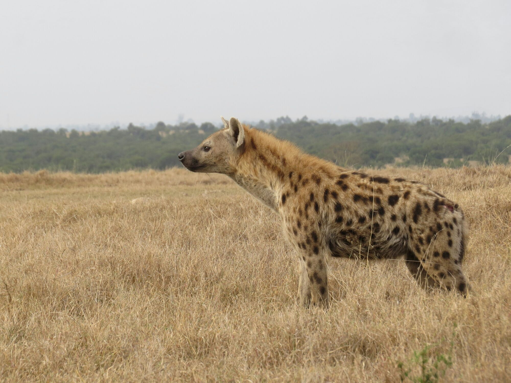 Hyena in Grass, in Ol Pejeta Conservancy Kenya