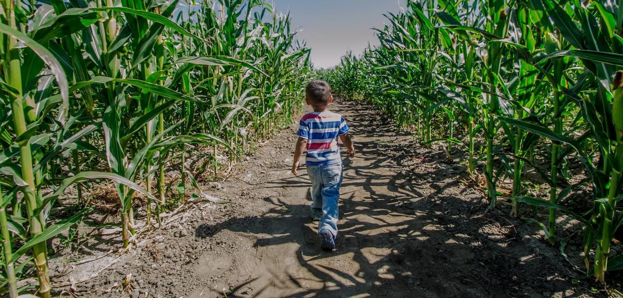 Best Corn Mazes Near Los Angeles: Top Fall Fun Destinations