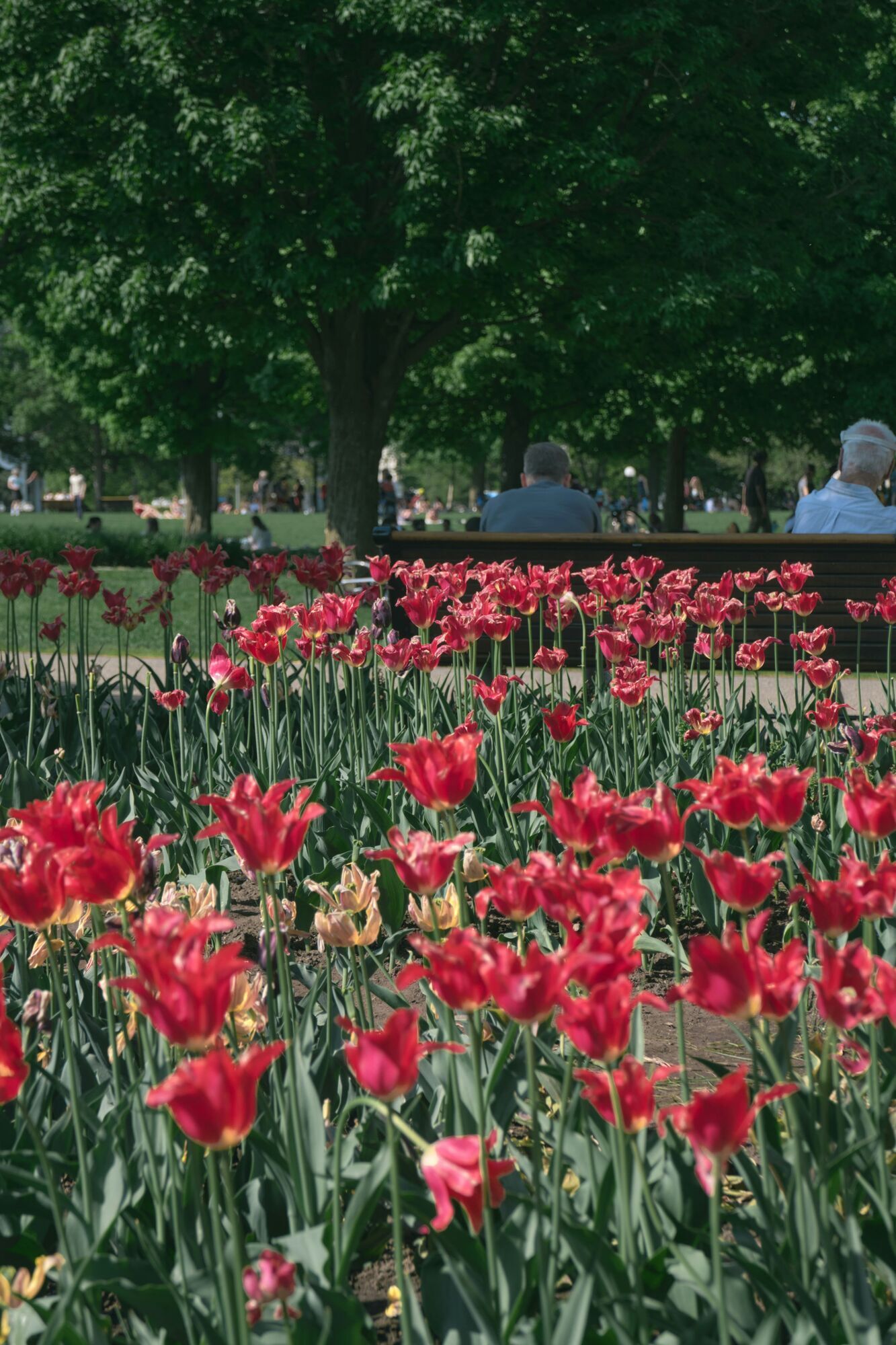 Beautiful red tulips in full bloom in a city park with people sitting on benches in the background