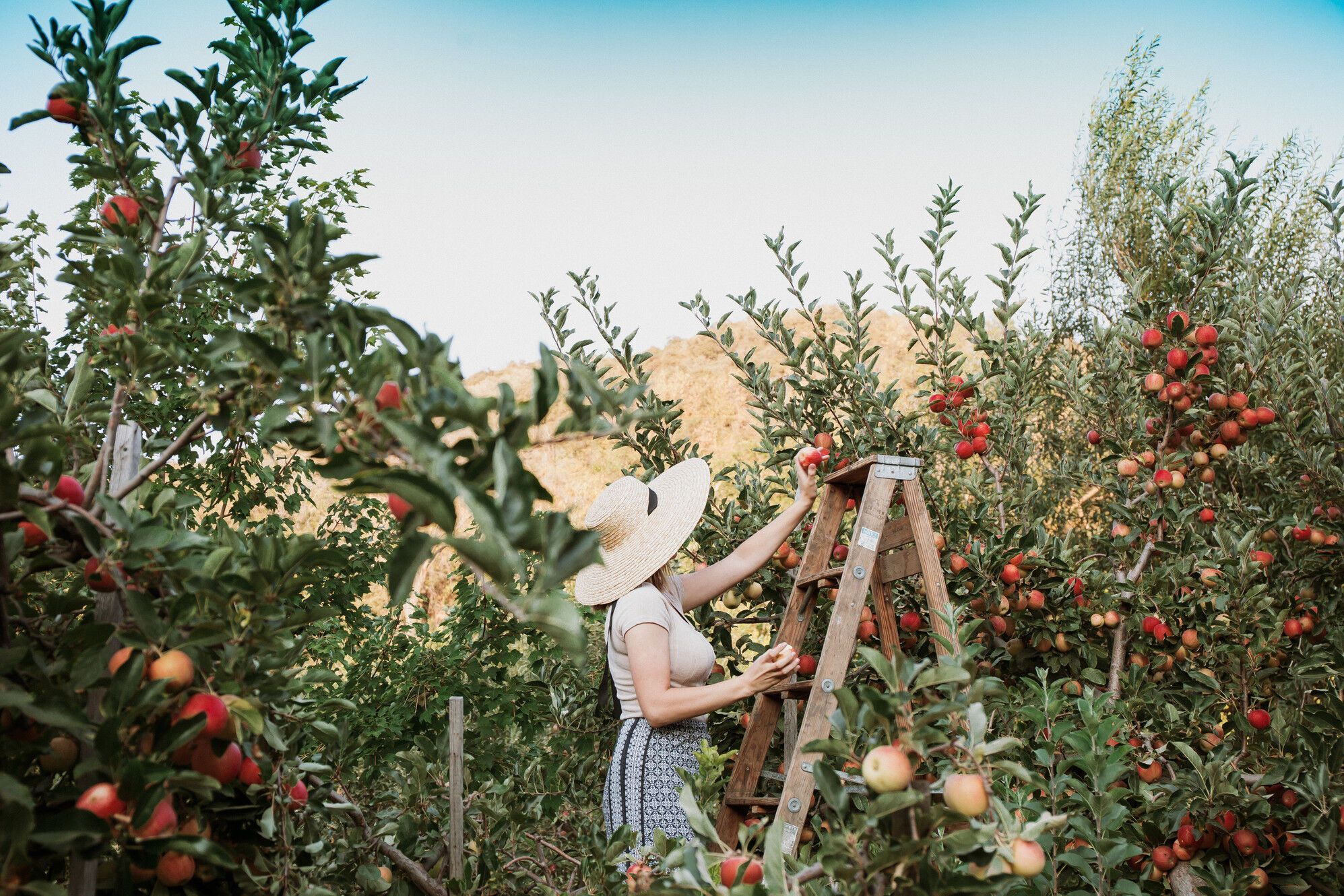 Los Angeles Apple-Picking Spots: Best Farms Near LA This Fall