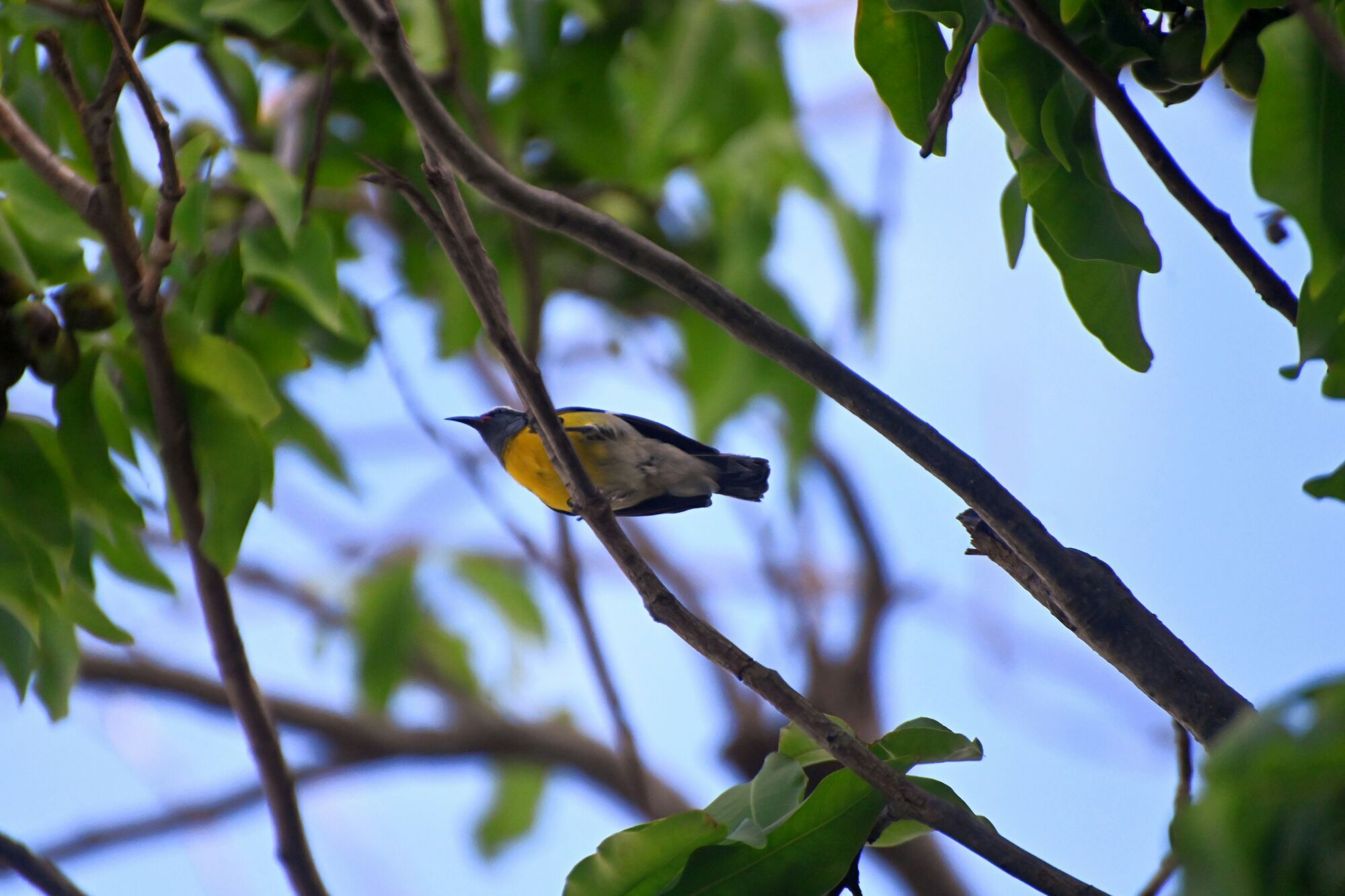 A Bananaquit, also know as a sugar bird, perches on a tree branch