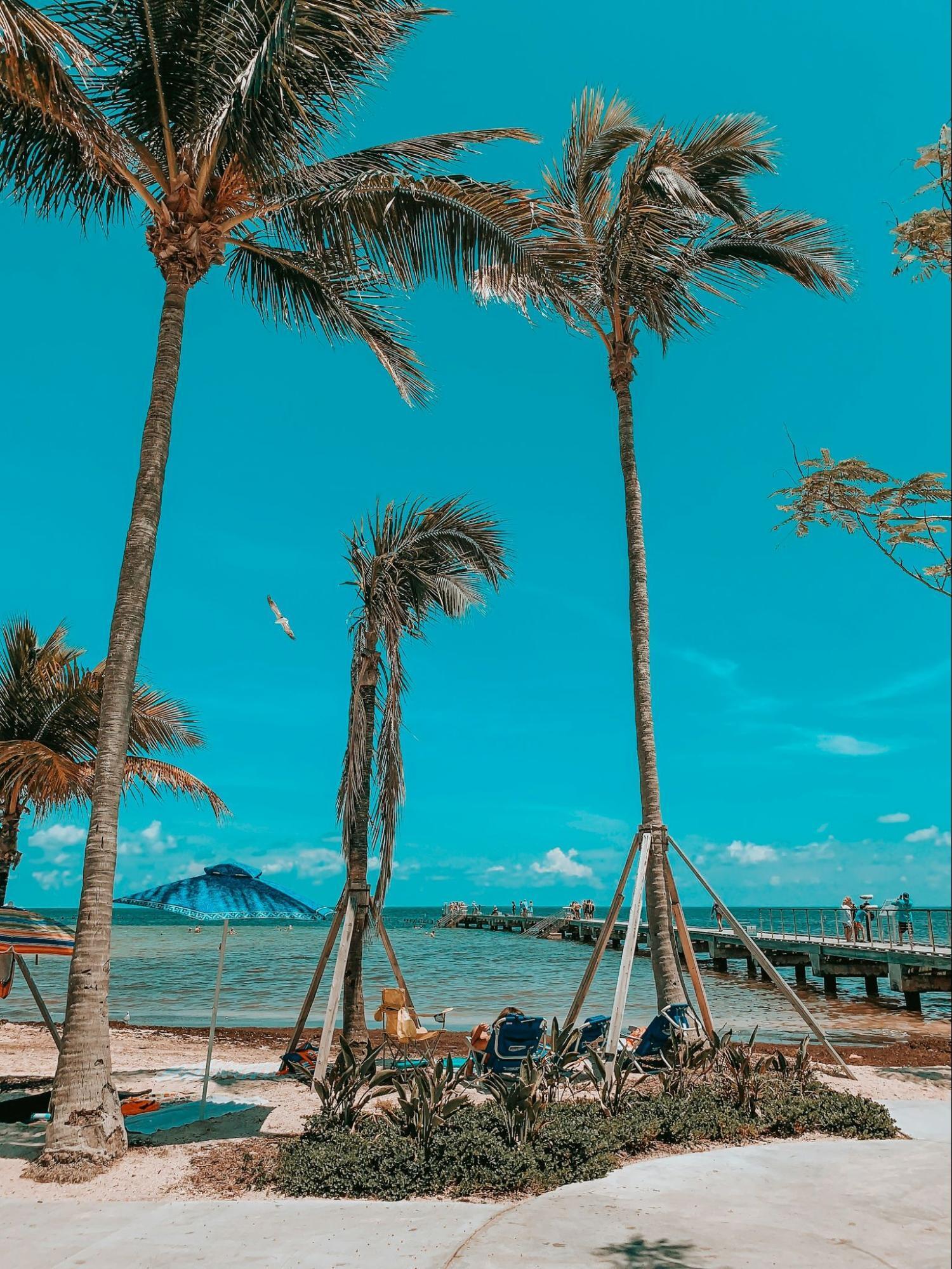 Tropical beach with palm trees and a wooden pier