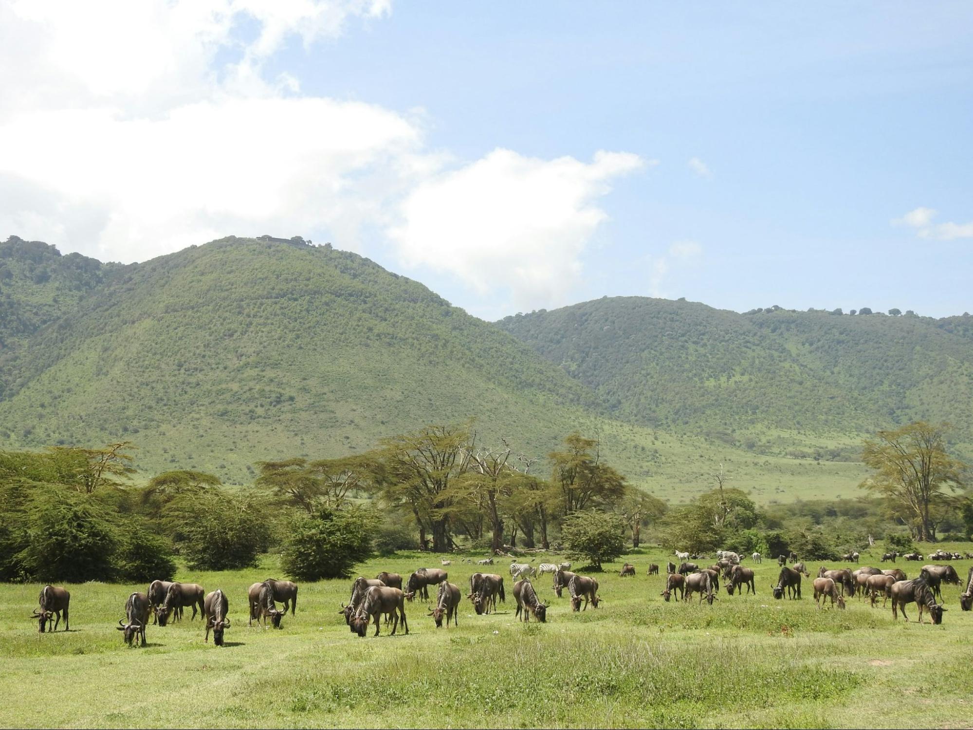 Wildebeests grazing in Tanzania’s Ngorongoro Conservation Area with green hills in the background